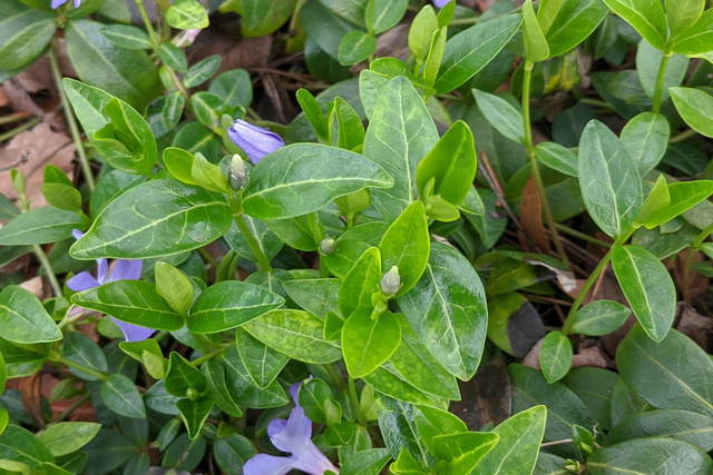 Vinca minor - leaves