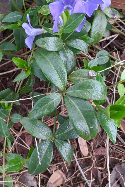 Vinca minor - leaves