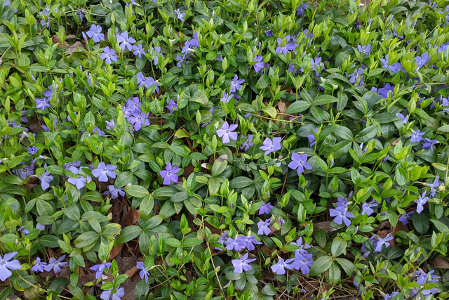 Vinca minor - plants