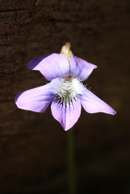 Viola affinis