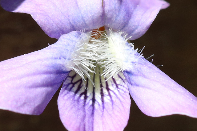 Viola affinis