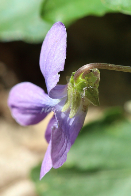 Viola affinis