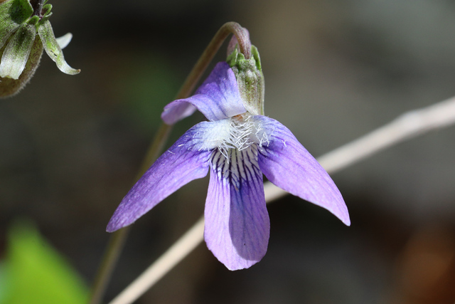 Viola affinis