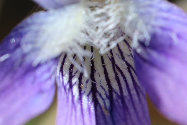 Viola affinis