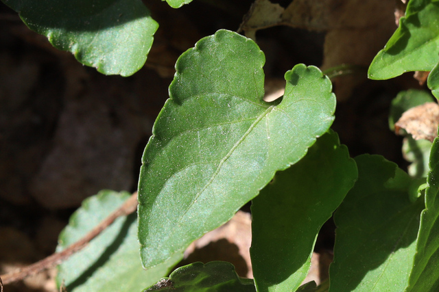 Viola affinis - leaves