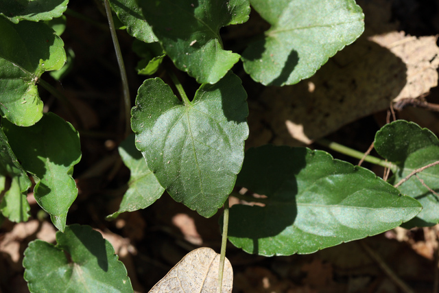 Viola affinis - leaves