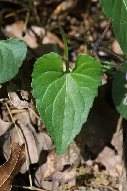 Viola affinis - leaves