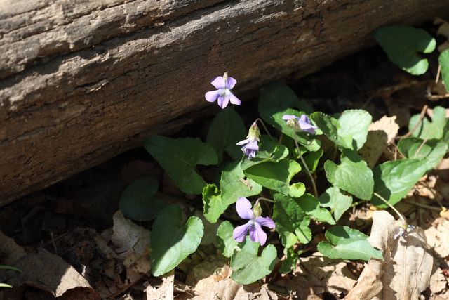 Viola affinis - plant