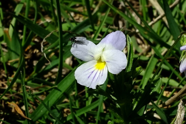 Viola bicolor