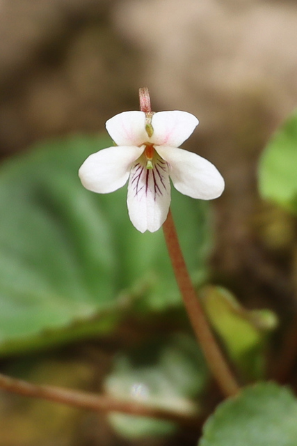 Viola blanda