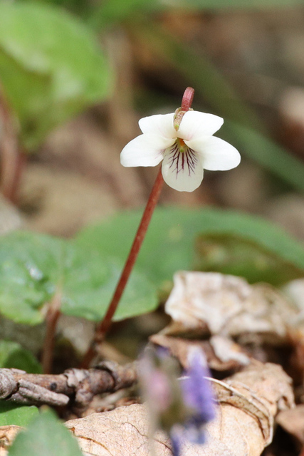 Viola blanda