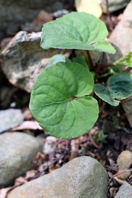 Viola blanda - leaves