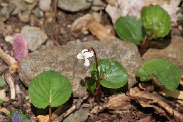 Viola blanda - plant