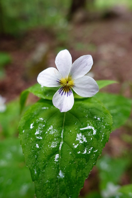 Viola canadensis