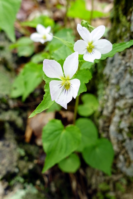 Viola canadensis