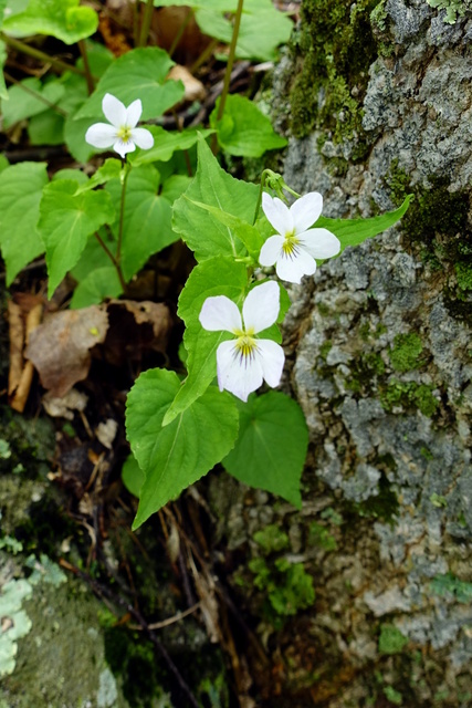 Viola canadensis