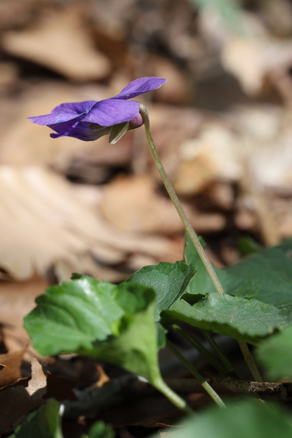 Viola communis