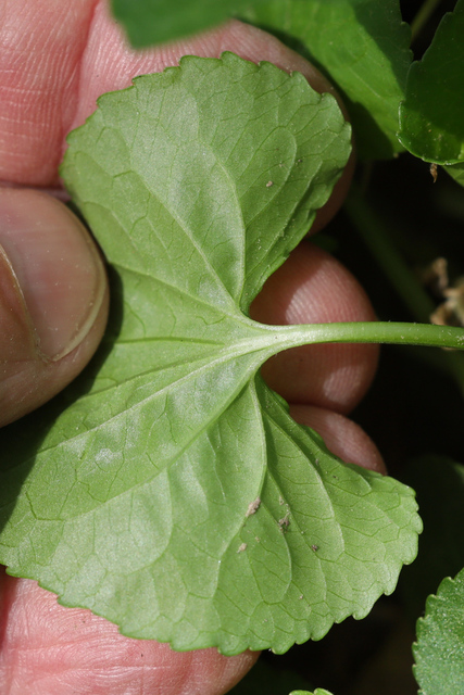 Viola communis - leaf underside