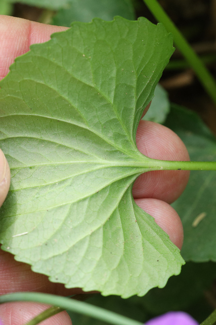 Viola communis - leaf underside