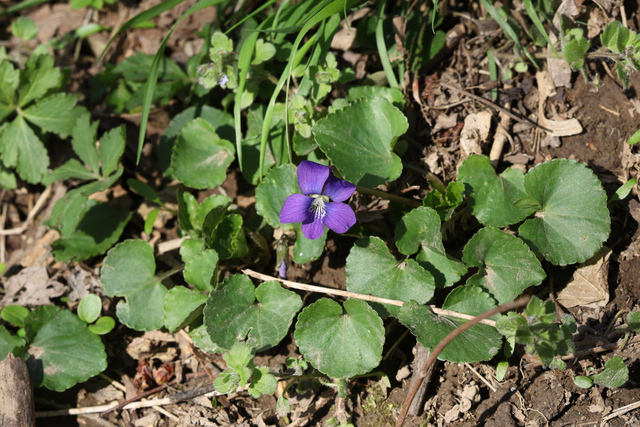 Viola communis - plant