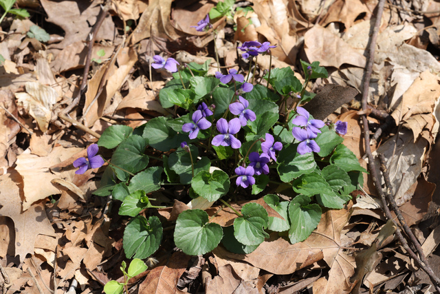 Viola communis - plant
