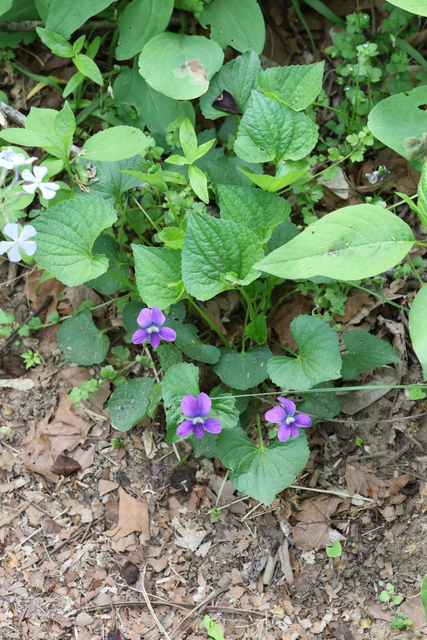 Viola communis - plant