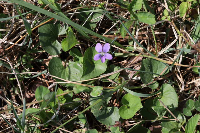 Viola communis - plant