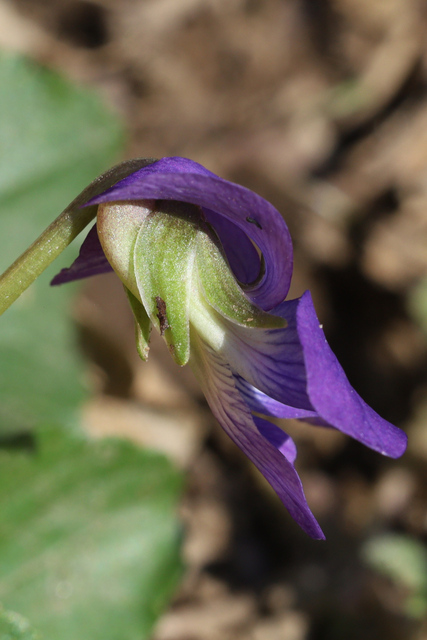 Viola communis - sepals