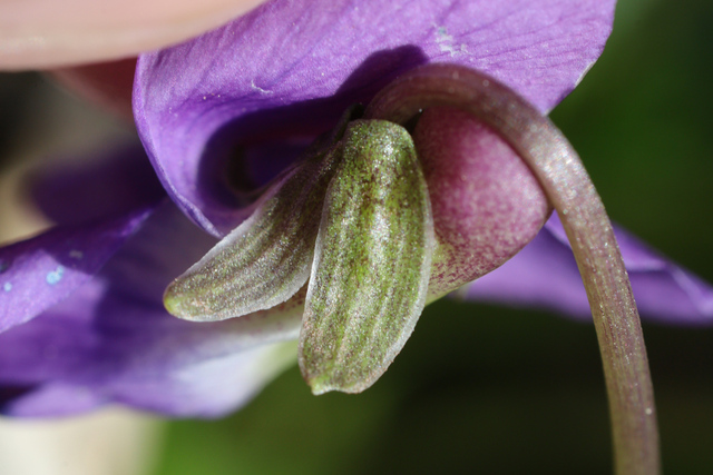 Viola communis - sepals
