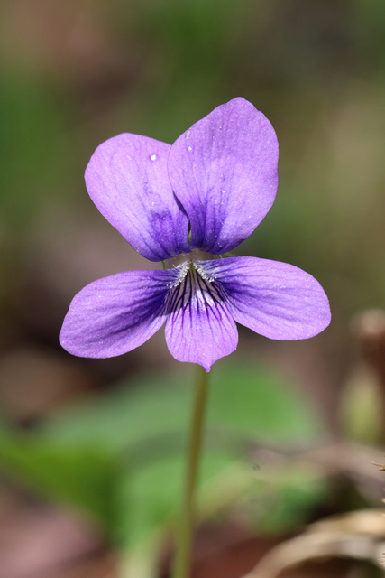 Viola cucullata