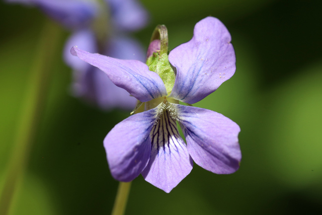 Viola cucullata