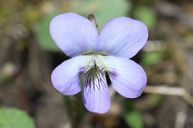 Viola cucullata