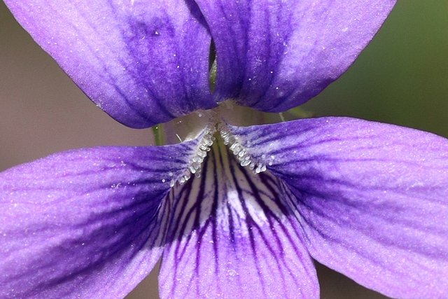 Viola cucullata