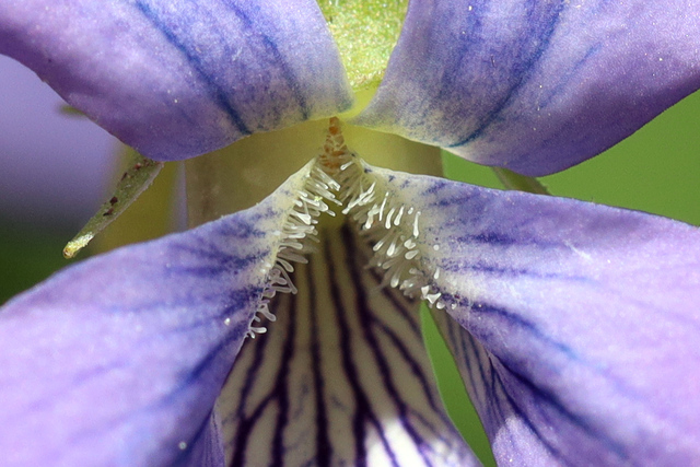 Viola cucullata