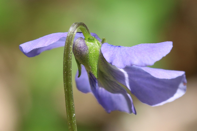 Viola cucullata