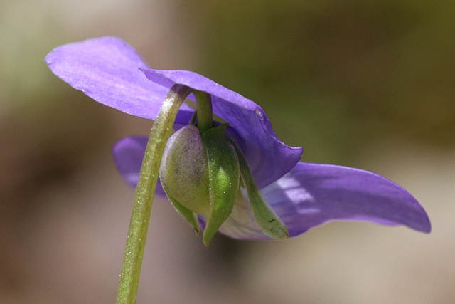 Viola cucullata