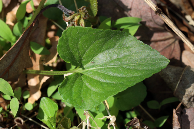 Viola cucullata - leaves