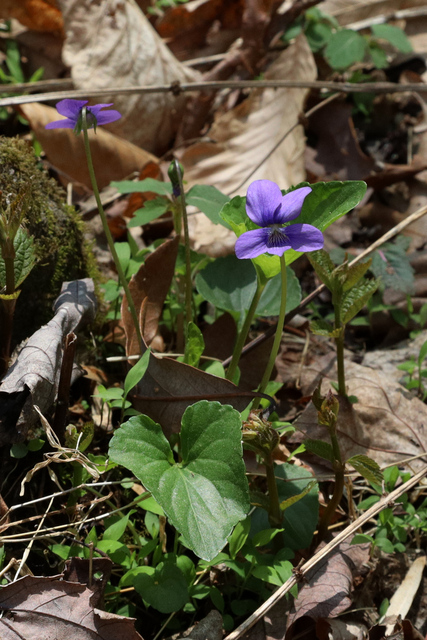 Viola cucullata - plant