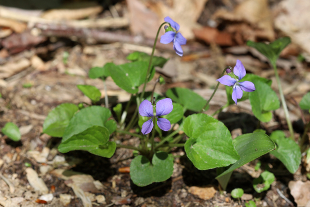 Viola cucullata - plant