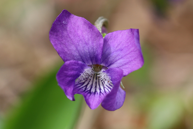 Viola emarginata
