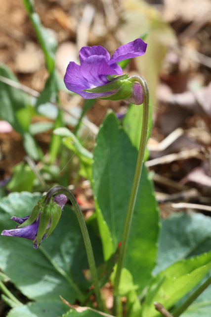 Viola emarginata