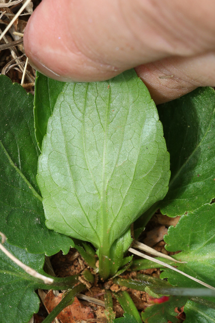Viola emarginata - leaf underside