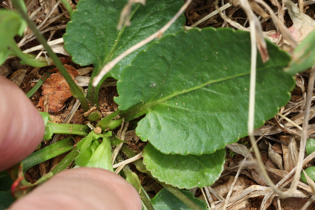 Viola emarginata - leaves
