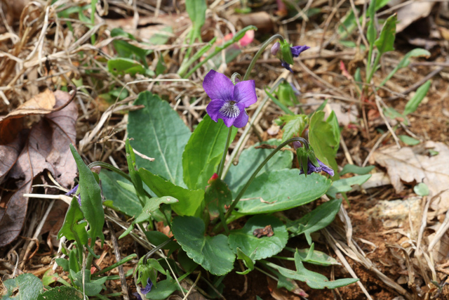 Viola emarginata - plant