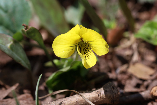 Viola eriocarpa