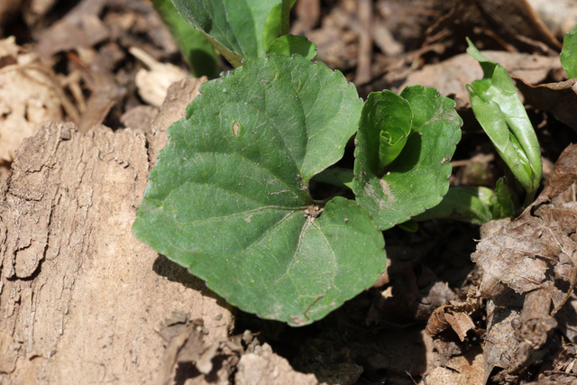 Viola eriocarpa - leaves