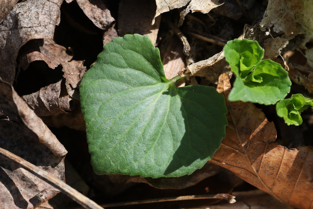 Viola eriocarpa - leaves