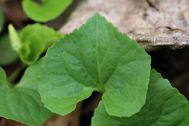 Viola eriocarpa - leaves