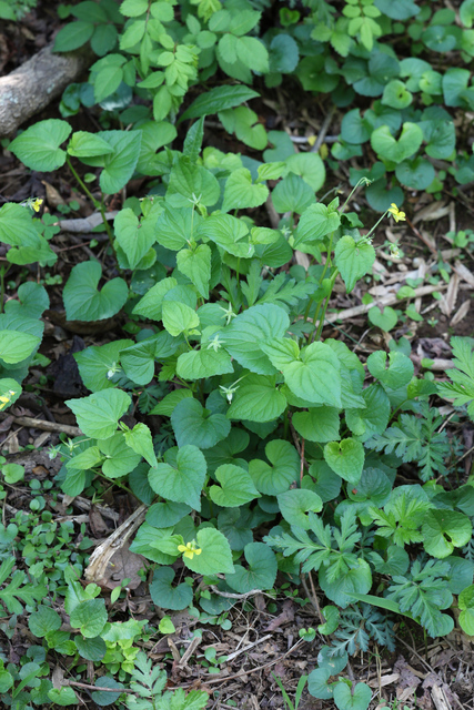 Viola eriocarpa - plant