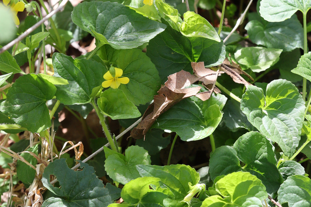 Viola eriocarpa - plant